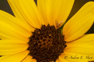 Yellow Sunflower: Flowering Plants Category.