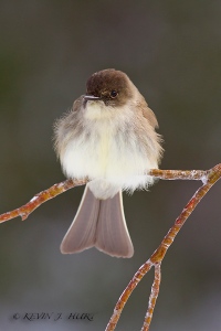 Eastern Phoebe.  Canon 7D | 500/4.5 | f7.1 |ISO 800