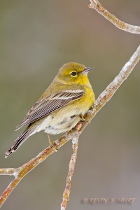 Pine Warbler.  Canon 7D | 500/4.5mm | f7.1 | ISO 800