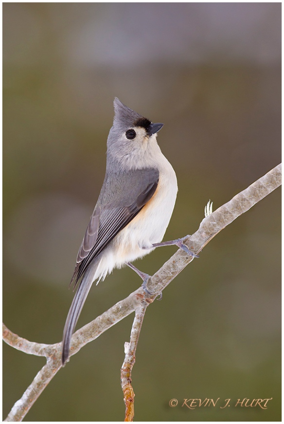 Tufted Titmouse. Canon 7D | 500/4.5mm |f7.1 | ISO 800