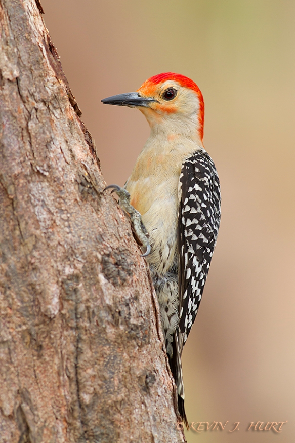 Red-bellied Woodpecker.  Canon 7D | ef 500/4.5 @ f7.1 | ISO 400