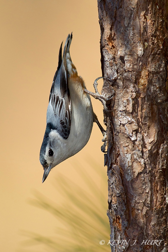 White-breasted Nuthatch. Canon 7D | 500/4.5 | Canon 580ex fill flash at -2 FEC