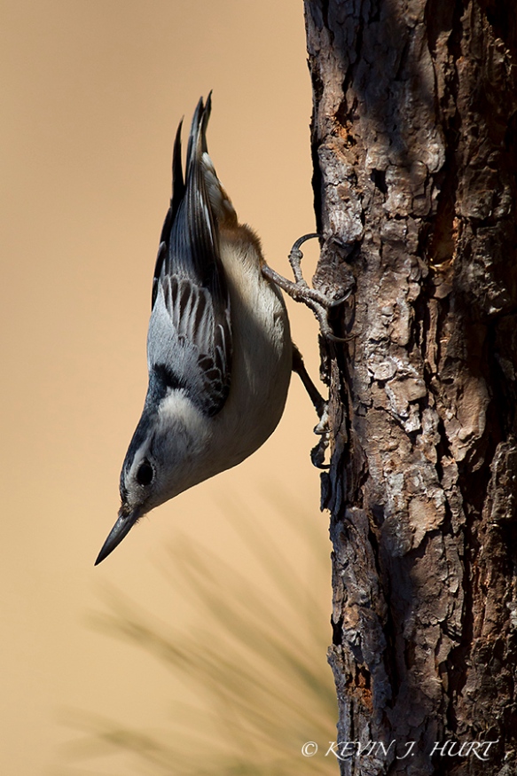 White-breasted Nuthatch. Canon 7D | 500/4.5| No Fill Flash.
