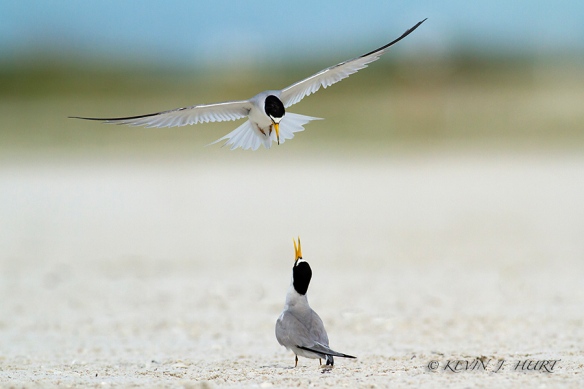 Least Tern. Canon 7D | 500/4.5mm | ISO 400 